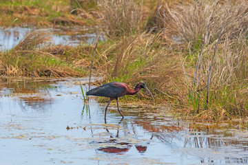 Glossy Ibis in a Wetland Pond