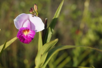 Bamboo Orchid Grows in Hawaii's Volcanoes National Park