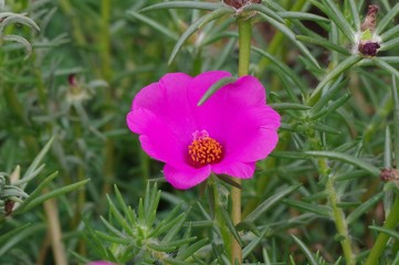 Fototapeta premium マツバボタン