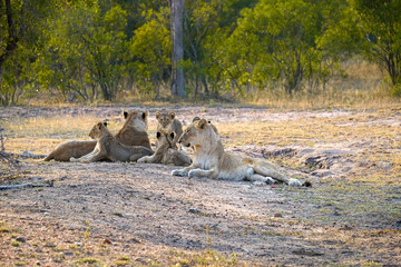 Two lionesses with cubs laying down resting