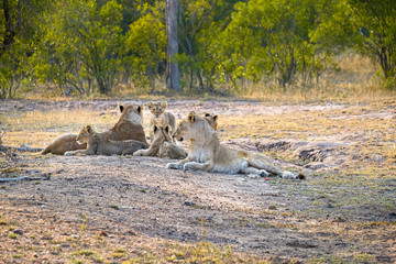 Two lionesses with four cubs laying down resting