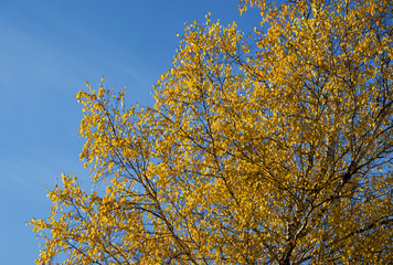 Yellow birch against the blue sky, autumn colorful view