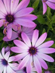ARIMG0853_blossom, flower, purple, petal, Blurred leaves background