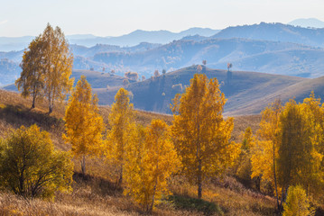 Autumn view, yellow trees on the hillside. Mountains in the distance in a blue haze.