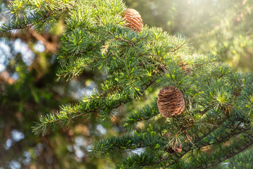 Cedar branches with green needles and cones
