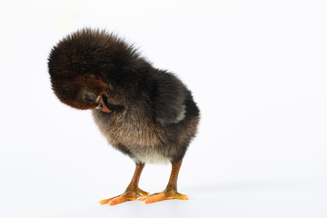 little black chicken isolated on white background,Chicks just born.