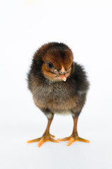 little black chicken isolated on white background,Chicks just born.