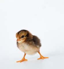 little black chicken isolated on white background,Chicks just born.