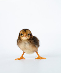 Fototapeta premium little black chicken isolated on white background,Chicks just born.
