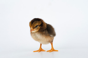 little black chicken isolated on white background,Chicks just born.