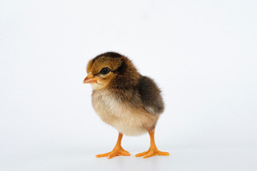 little black chicken isolated on white background,Chicks just born.