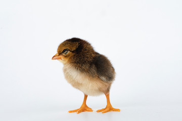 little black chicken isolated on white background,Chicks just born.