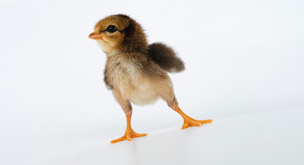 Obraz premium little black chicken isolated on white background,Chicks just born.