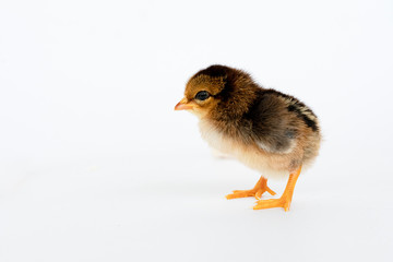 little black chicken isolated on white background,Chicks just born.