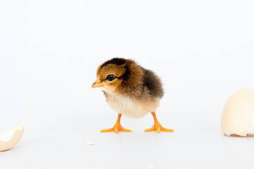 little black chicken isolated on white background,Chicks just born.