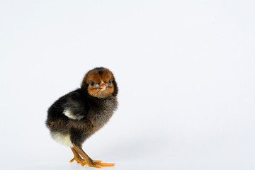 little black chicken isolated on white background,Chicks just born.