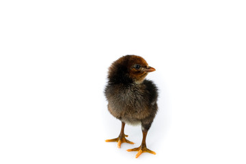 little chicken on white background