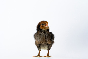 little black chicken isolated on white background,Chicks just born.