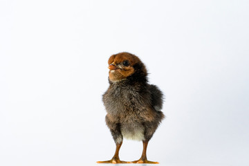 little black chicken isolated on white background,Chicks just born.