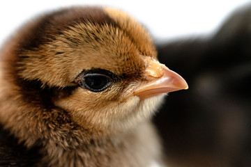 little black chicken isolated on white background,Chicks just born.