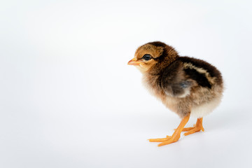 little black chicken isolated on white background,Chicks just born.