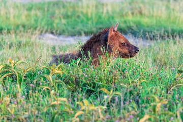 Hyena in the grass