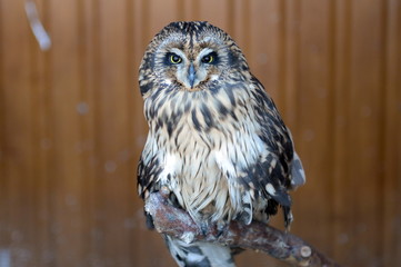 Long-eared owl in a contact zoo