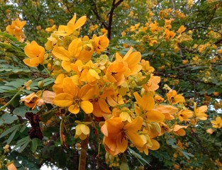 Golden Shower flower is a flowering plant in the family Fabaceae. It is a plant native to South Asia. Since southern Pakistan is a flower that is a symbol of summer, blooming throughout the summer.