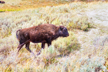 Bison Calf at Hayden Valley in Yellowstone National Park