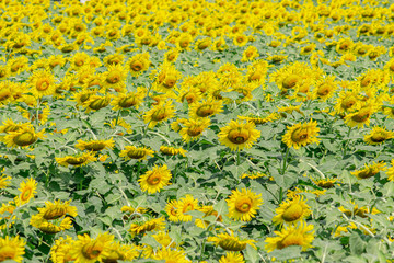 Beautiful  sunflower natural background. Sunflower blooming. Close-up of sunflower.