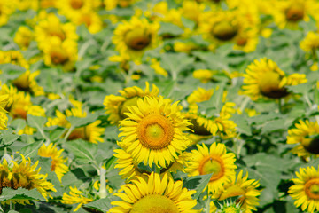 Beautiful  sunflower natural background. Sunflower blooming. Close-up of sunflower.