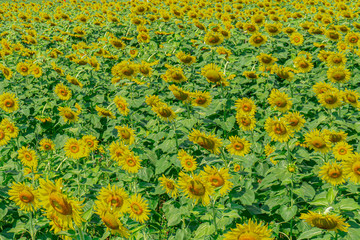 Beautiful  sunflower natural background. Sunflower blooming. Close-up of sunflower.