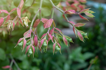 Candelilla, Tall slipper plant or Slipper spurge bloom with sunlight in the garden.