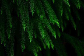 Fototapeta na wymiar A bush of green pine leaf