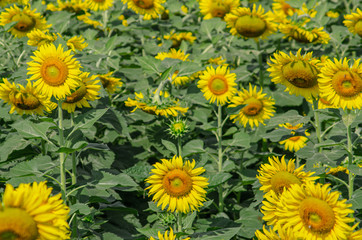 Fototapeta na wymiar Beautiful sunflower natural background. Sunflower blooming. Close-up of sunflower.