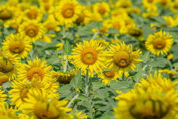 Naklejka premium Beautiful sunflower natural background. Sunflower blooming. Close-up of sunflower.