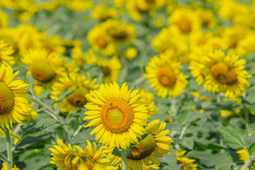 Beautiful  sunflower natural background. Sunflower blooming. Close-up of sunflower.