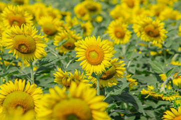 Beautiful  sunflower natural background. Sunflower blooming. Close-up of sunflower.