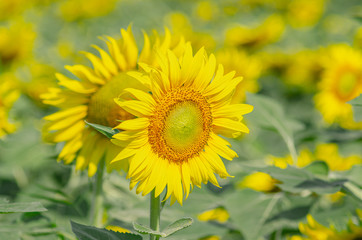 Fototapeta premium Beautiful sunflower natural background. Sunflower blooming. Close-up of sunflower.