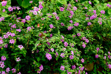 Closeup beautiful purple flowers blooming in garden