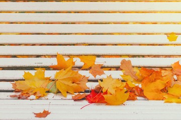 Obraz premium Colorful autumn dry leaves border frame on white painted rustic wooden bench. Empty space for copy, text, lettering. Horizontal postcard template. Fall leaf on old grunge wood deck background