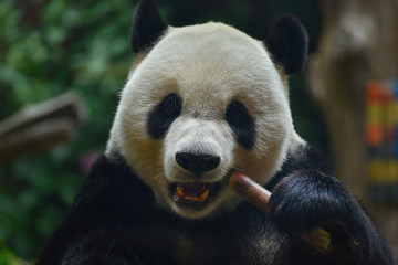 Obraz na płótnie Canvas Giant panda