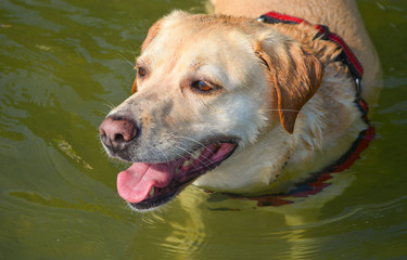 Yellow lab standing in lake water in golden light.