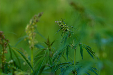 green hemp on blurred background