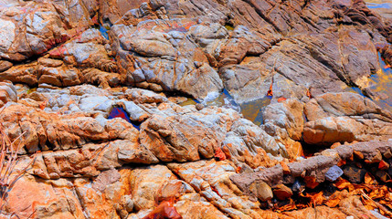 crab on a rock