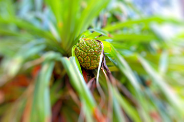 closeup of a plant