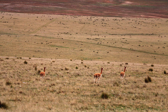 Vicu&ntilde;as