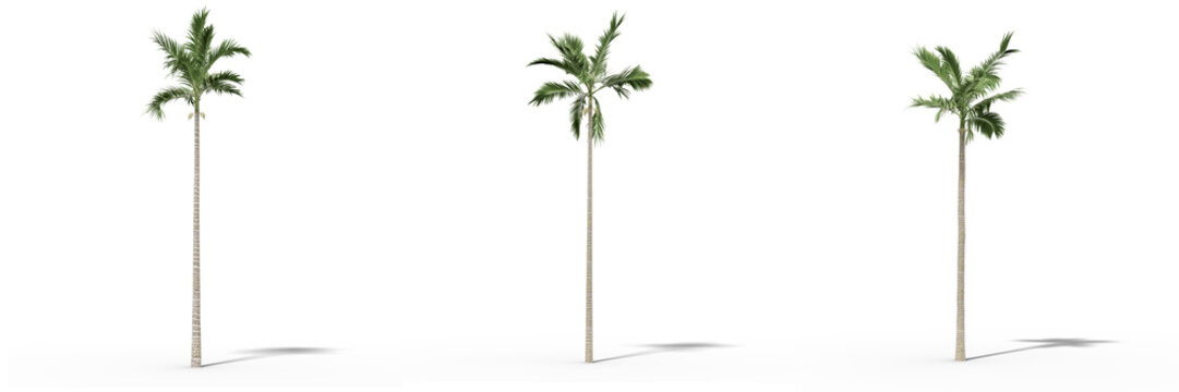 33 Best Alexander Palm Images Stock Photos Vectors Adobe Stock
