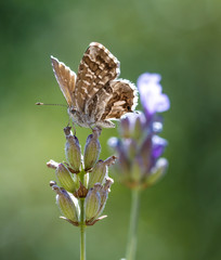 close up of a geranium bronze butterfly on a faded lavender blossom in autumn