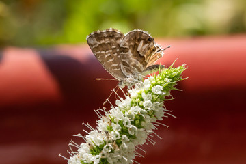 macro of a geranium bronze butterfly (cacyreus marshalli) on a mint blossom; as natural predators are missing in europe pest control is possible only through insecticides 